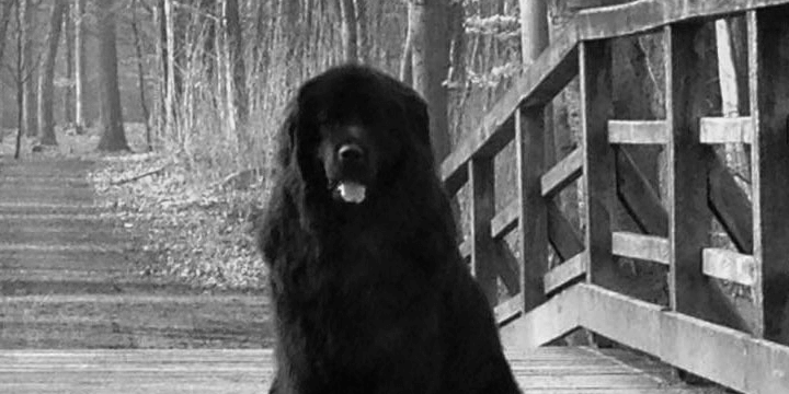 Bürohund Mona - Feel Good Manager © Marketingagentur justZARGEScommunicate!