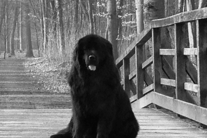 Bürohund Mona - Feel Good Manager © Marketingagentur justZARGEScommunicate!