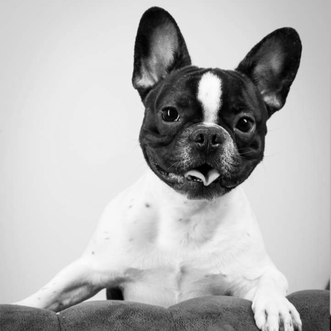 Barney_900x900px Agenturhund Barney - Feel Good Manager bei justZARGEScommunicate!