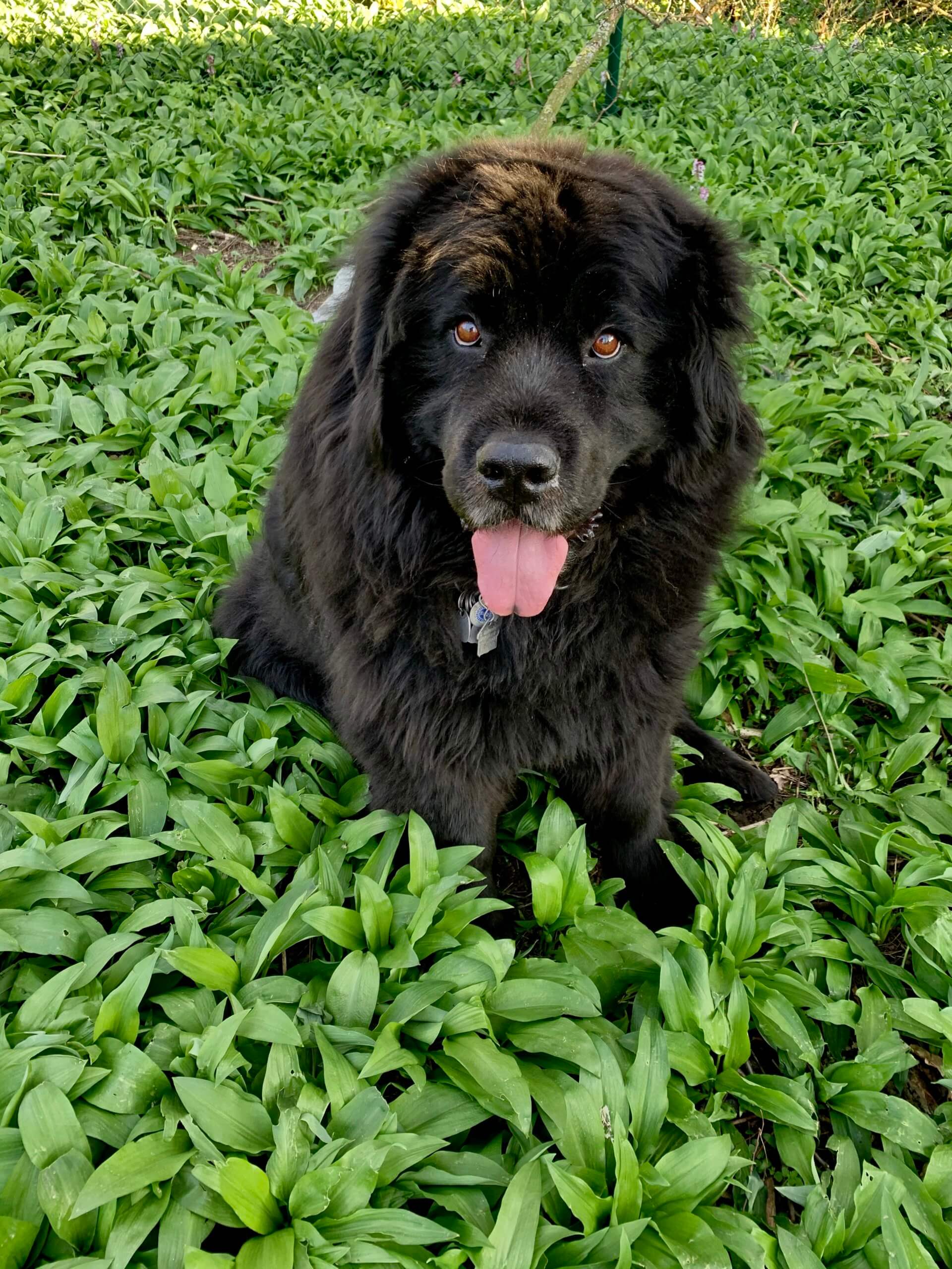 Bürohund Mona beim Bärlauch sammeln © Marketingagentur justZARGEScommunicate!