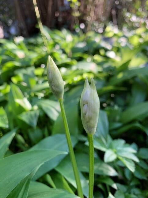 Geschlossene Bärlauch Blüte © Marketingagentur justZARGEScommunicate!