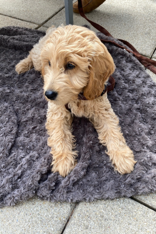 Carla Zarges' Hund Ludwig - Meet the Team © Marketingagentur justZARGEScommunicate!