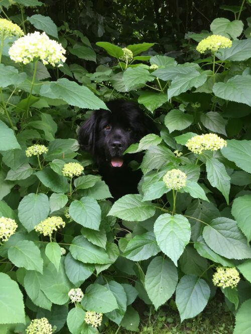 Caroline Schaefer und Hund Mona in der Natur - Meet the Team © Marketingagentur justZARGEScommunicate!