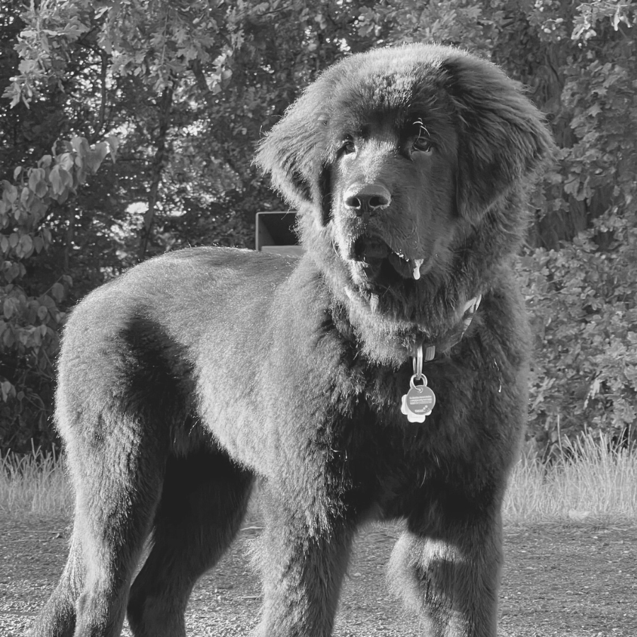 Bürohund Lotta – Feel Good Manager © Marketingagentur justZARGEScommunicate! Bürohund Lotta - Feel Good Manager © Marketingagentur justZARGEScommunicate!