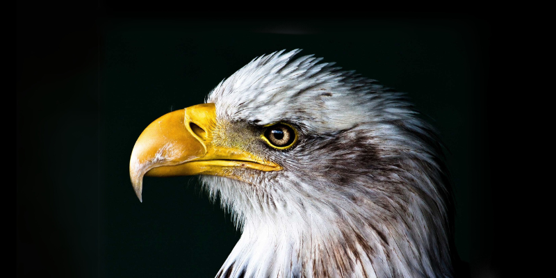 Auf dem Bild sieht man den Kopf eines Weißkopfseeadler im Profil vor einem schwarzen Hintergrund.